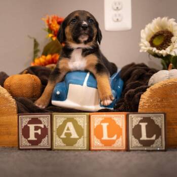 Clove -  Coonhound Dog for Adoption in Jarrettsville, Maryland - Clove | PetCurious