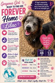 Australian Shepherd and Border Collie Dogs Available for Adoption in Warrenton, Missouri - Lilac / Shadow | PetCurious