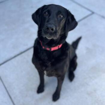 Olive -  Mixed Breed Dog for Adoption in Janesville, Wisconsin - Olive | PetCurious