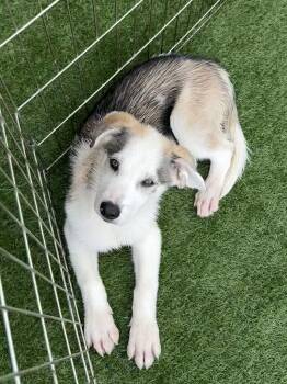 Zeppi -  German Shepherd Dog and Husky Dog for Adoption in Wanaque, New Jersey - Zeppi | PetCurious