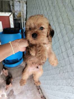 Boy2 -  Morkie Dog for Sale in Linden, North Carolina - Boy2 | PetCurious