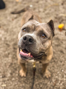 Rescue Mixed Breed Dogs for Adoption in Cincinnati, Ohio - Maxis | PetCurious