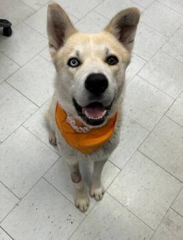 Spam -  German Shepherd Dog and Husky Dog for Adoption in Sonora, California - Spam | PetCurious