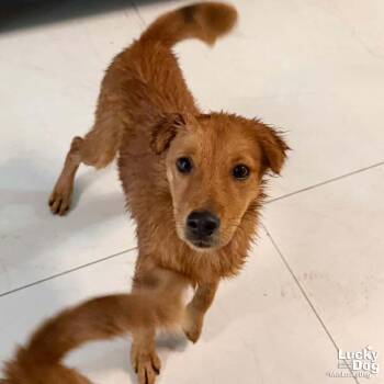 Golden Retriever and Shepherd Dogs Available for Adoption in Washington, District Of Columbia - Torombolo | PetCurious