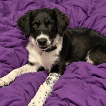 Marlin -  Australian Cattle Dog Blue Heeler and Mixed Breed Dog for Adoption in Phoenix, Arizona - Marlin | PetCurious