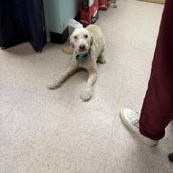 Roger -  Goldendoodle Dog for Adoption in Monroe, Virginia - Roger | PetCurious