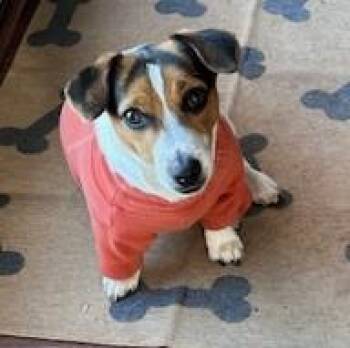 Jack Russell Terrier Dogs Available for Adoption - Maggie Ridgefield | PetCurious