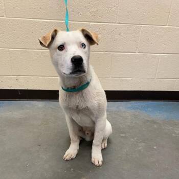 Mixed Breed Dogs Available for Adoption in Memphis, Tennessee - Bradford | PetCurious