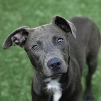 Pit Bull Terrier and Whippet Dogs Available for Adoption in Ottawa, Kansas - Rayne | PetCurious