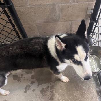 Aurora -  Husky and Mixed Breed Dog for Adoption in Tampa, Florida - Aurora | PetCurious