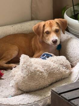 Allie* -  Labrador Retriever Dog for Adoption in West Palm Beach, Florida - Allie* | PetCurious