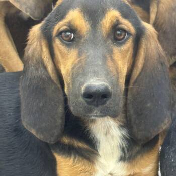 Lolly -  Bloodhound Dog for Adoption in Sonora, California - Lolly | PetCurious