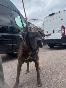 Rescue Mixed Breed Dogs for Adoption in Cincinnati, Ohio - Rose | PetCurious