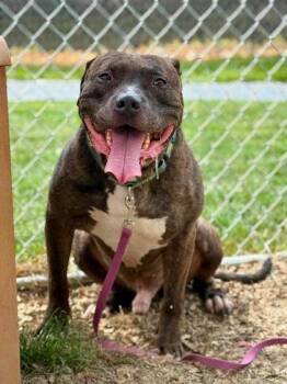 Todd -  Mixed Breed Dog for Adoption in West Chester, Pennsylvania - Todd | PetCurious