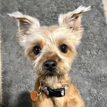 Rosie -  Yorkshire Terrier and Schnauzer Dog for Adoption in High Point, North Carolina - Rosie | PetCurious