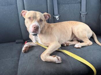 Simba -  Mixed Breed Dog for Adoption in Huntsville, Alabama - Simba | PetCurious