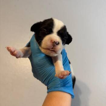 Aviator -  Pit Bull Terrier Dog for Adoption in Port Richey, Florida - Aviator | PetCurious