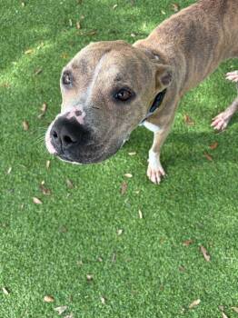 American Bulldog Dogs Available for Adoption in Lakeland, Florida - Mandy Monday | PetCurious