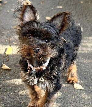 Diva -  Yorkshire Terrier Dog for Adoption in Larkfield-wikiup, California - Diva | PetCurious