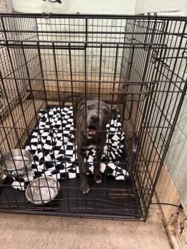 Pit Bull Terrier Dogs Available for Adoption - Tarin | PetCurious