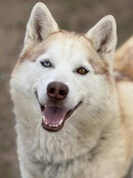 Luna -  Siberian Husky Dog for Adoption in Anderson, Indiana - Luna | PetCurious