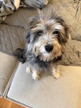 Terrier Dogs Available for Adoption - Salena | PetCurious