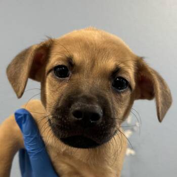 Taco -  Mixed Breed Dog for Adoption in Las Cruces, New Mexico - Taco | PetCurious