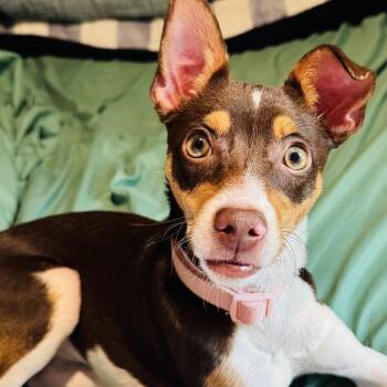 Rat Terrier Dogs Available for Adoption in Gulfport, Mississippi - Churro | PetCurious