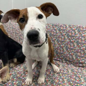Jackie -  Mixed Breed Dog for Adoption in Monticello, Iowa - Jackie | PetCurious