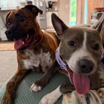 Ladybug -  American Staffordshire Terrier Dog for Adoption in Blacksburg, Virginia - Ladybug | PetCurious