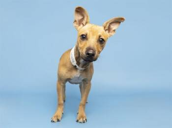 WALLY -  Chihuahua and Mixed Breed Dog for Adoption in Phoenix, Arizona - WALLY | PetCurious