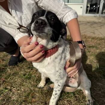 Rescue Jack Russell Terrier and Australian Cattle Dog Blue Heeler Dogs for Adoption in Normal, Illinois - Jesse | PetCurious
