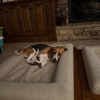 Rory (REJ1) -  Beagle Dog for Adoption in Riverside, California - Rory (REJ1) | PetCurious