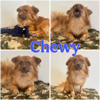 Chewy -  Pomeranian and Chihuahua Dog for Adoption in Hatfield, Pennsylvania - Chewy | PetCurious