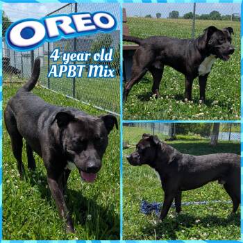 Rescue Pit Bull Terrier Dogs for Adoption in Greenwood, Indiana - Oreo | PetCurious