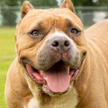 Rescue Mixed Breed Dogs for Adoption in Myrtle Beach, South Carolina - Big Mike | PetCurious