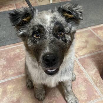 Australian Cattle Dog Blue Heeler Dogs Available for Adoption - Roo | PetCurious