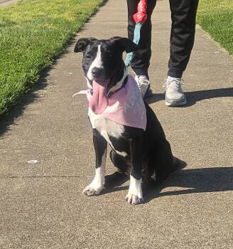 Pepper -  Labrador Retriever and Collie Dog Available for Adoption in Wadsworth, Ohio - Pepper | PetCurious