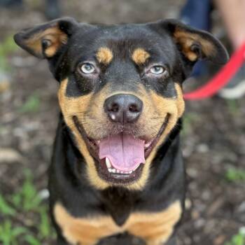 Onyx -  Labrador Retriever and Terrier Dog for Adoption in Bloomfield, Connecticut - Onyx | PetCurious