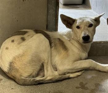 ROWAN -  German Shepherd Dog and Mixed Breed Dog for Adoption in San Bernardino, California - ROWAN | PetCurious