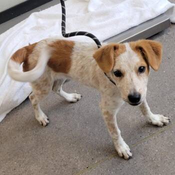 Mixed Breed Dogs Available for Adoption in Las Cruces, New Mexico - 106282 | PetCurious