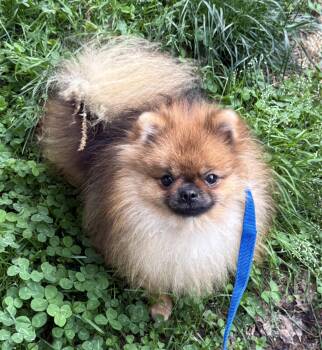 Pomeranian Dogs Available for Adoption - Sundae | PetCurious