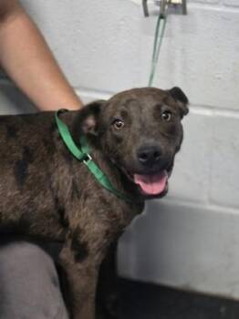 Catahoula Leopard Dog and Mixed Breed Dogs Available for Adoption in Fort Worth, Texas - DJ | PetCurious