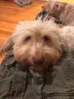 Buddy -  Dachshund Dog for Adoption in Portland, Oregon - Buddy | PetCurious