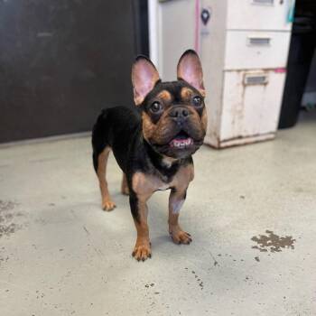 French Bulldog Dogs Available for Adoption - ALBA | PetCurious