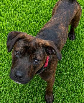 Riley -  Labrador Retriever and Pit Bull Terrier Dog for Adoption in Oxford, Michigan - Riley | PetCurious