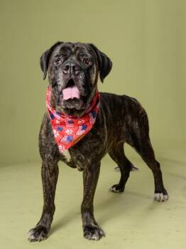 Shadow -  Cane Corso and Mixed Breed Dog for Adoption in Atlanta, Georgia - Shadow | PetCurious