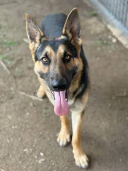 German Shepherd Dog Dogs Available for Adoption in Riverside, California - BETO | PetCurious