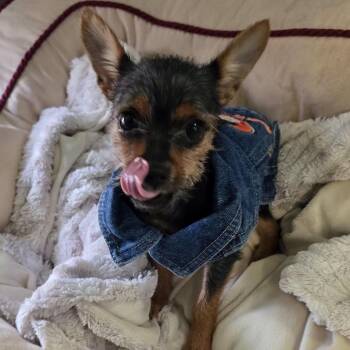 Meme -  Yorkshire Terrier Dog for Adoption in Goleta, California - Meme | PetCurious