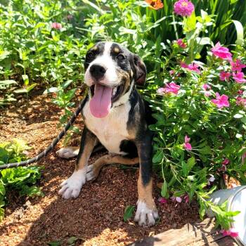Dozer -  Coonhound and Mixed Breed Dog for Adoption in New Orleans, Louisiana - Dozer | PetCurious